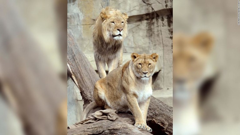 ブルックフィールド動物園は雄と雌のライオンを相次いで失うこととなった/Chicago Zoological Society
