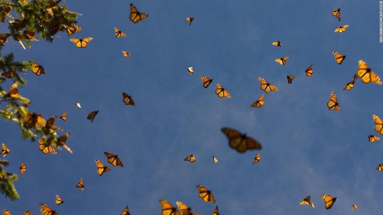 ミチョアカン州の自然保護区を飛ぶオオカバマダラ/Luis Acosta/AFP/Getty Images