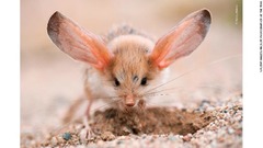 耳の長いトビネズミはゴビ砂漠で撮影