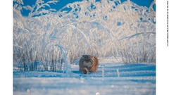 凍てつくモンゴルの草原で狩りをするマヌルネコ