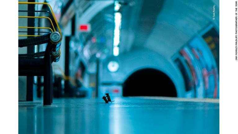 誰もいないロンドンの地下鉄のホームでパンくずをめぐり格闘する２匹のネズミ/Sam Rowley/Wildlife Photographer of the Year