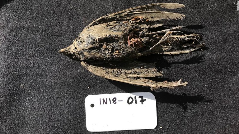 永久凍土から見つかった鳥の死骸は４万６千年前のハマヒバリと判明/Love Dalén