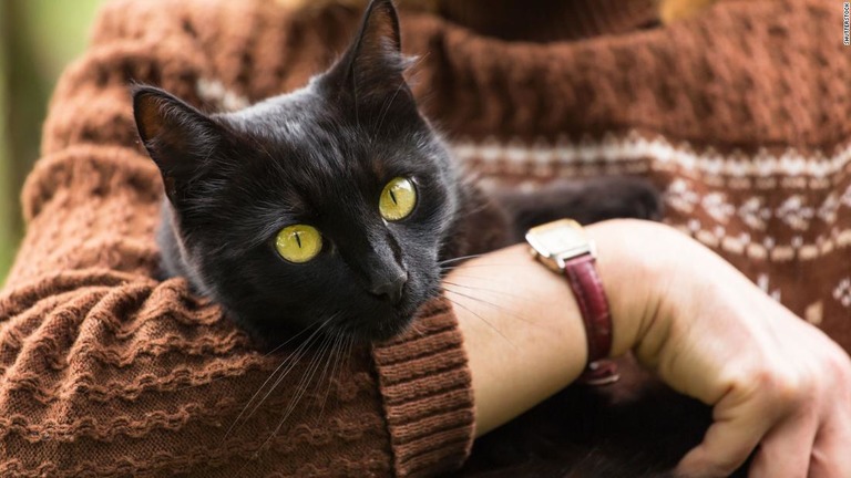 英獣医師協会が「飼い猫を外に出さないでほしい」と勧告した/Shutterstock