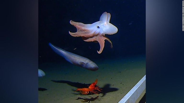 インド洋の深海底でエビや魚などと泳ぐ「ダンボ耳」のタコ/Atlantic Productions for Discovery Channel