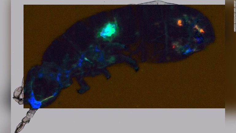 赤外線分光法によりトビムシの体内からマイクロプラスチックが発見された/Giovanni Birarda/The Royal Society