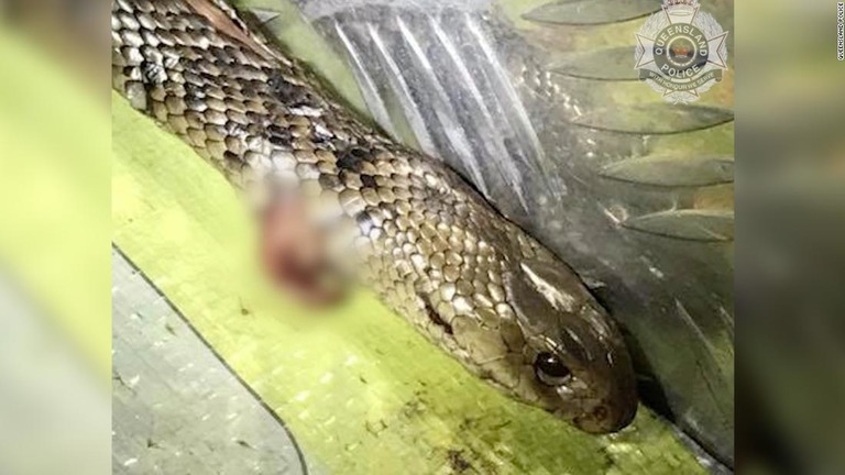 オーストラリアで、トラックを運転していた男性が、車内にいた猛毒のコブラに気付いて格闘の末に退治する出来事があった/Queensland Police