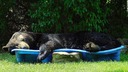 大型のクマ、民家庭にちん入しプール内でうたた寝　米
