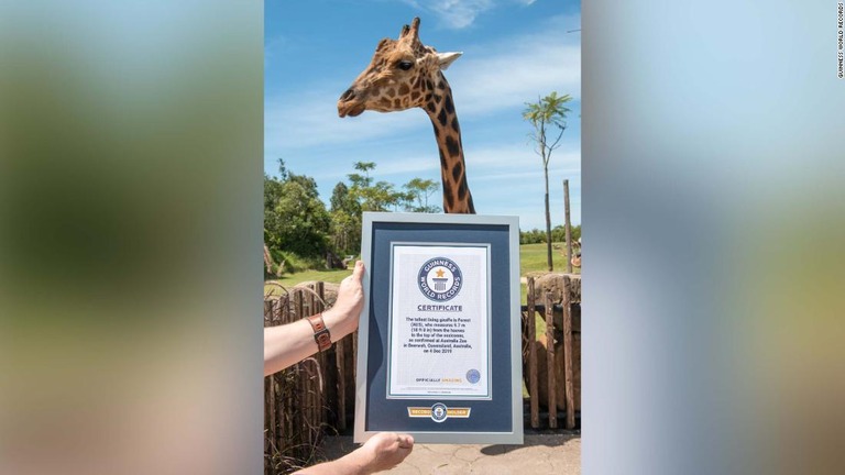ギネス・ワールド・レコーズによって、生存するキリンでは世界一の長身と認定された「フォレスト」/Guinness World Records