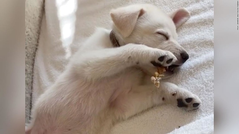 アニストンさんが投稿した動画の一コマ。子犬は骨を加えたまま眠りに落ちたようだ/From Jennifer Aniston/Instagram