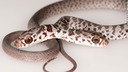飼い猫が双頭のヘビを捕獲、非常に珍しい個体　米フロリダ州