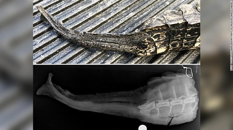 ミシシッピーワニの再生した尻尾のＸ線画像。白く浮かび上がった通常の骨に対し、その先の軟骨は写り方が暗い