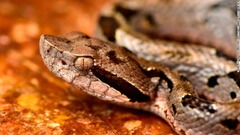 科学者はボリビア・アンデスのゾンゴ渓谷で２０種もの新種を発見した。写真は「マウンテン・フェルドランス」と名付けられた毒蛇で大きな牙と頭部の熱感知穴で獲物を検知する