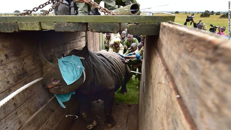 陸路で運ぶ場合、サイは陸上輸送のための木箱に入れられる。鎮静剤を大量投与されているものの、この時はまだ歩ける状態だ/Tony Karumba/AFP/Getty Images
