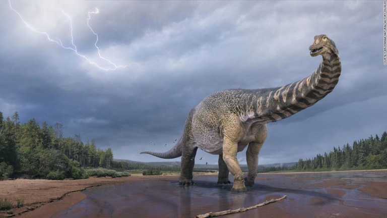 豪州の新種の恐竜は、同国でこれまで見つかった中で最大の部類に属することが分かった/Courtesy Eromanga Natural History Museum