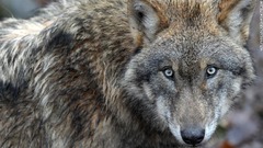 ドイツでは１００年以上前にオオカミが絶滅したが、最近になって再び生息数が増えつつある。保護活動家からは称賛の声も出ているが、家禽などが狙われる危険性も増えている