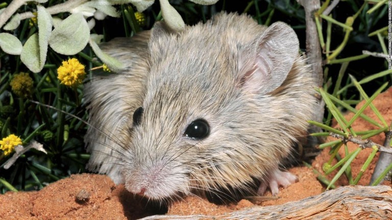 西オーストラリアの島で発見されたネズミ/Wayne Lawler/Australian Wildlife Conservancy