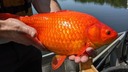 巨大化した金魚の群れが湖に、体長３８センチの個体も　米ミネソタ州
