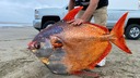 重さ４５キロのアカマンボウが漂着　米海岸