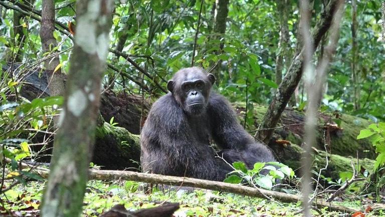 ドイツの研究チームはアフリカ中部ガボンで野生のチンパンジーとゴリラの行動を観察した/Courtesy Lara Southern/LCP