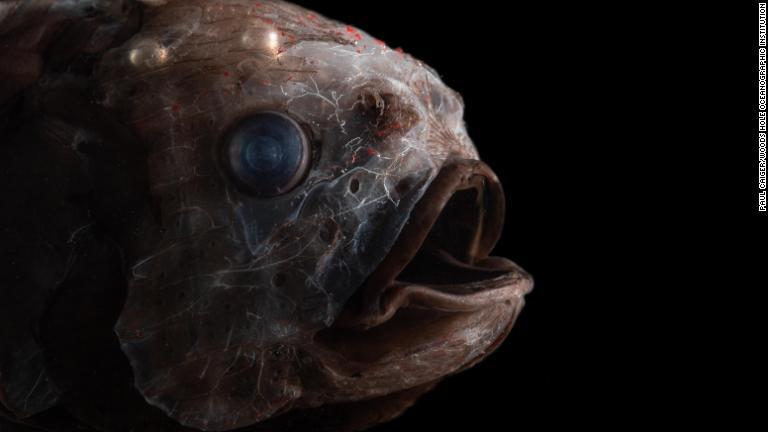 ヨロイギンメ属の一種。トワイライトゾーンの最深部に生息し、水面下４０００メートルで見つかったこともある/Paul Caiger/Woods Hole Oceanographic Institution