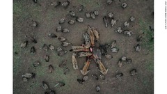 スペインの写真家イゴル・アルチュナ氏は１頭のバッファーローを食べる動物を捉えた写真が「野生生物」の次点に