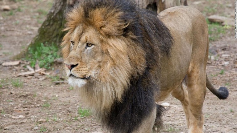 米首都ワシントンにあるスミソニアン国立動物園で、ライオンやトラなど９頭が新型コロナウイルスの検査で推定陽性と判定された/Mehgan Murphy/Smithsonian's National Zoo