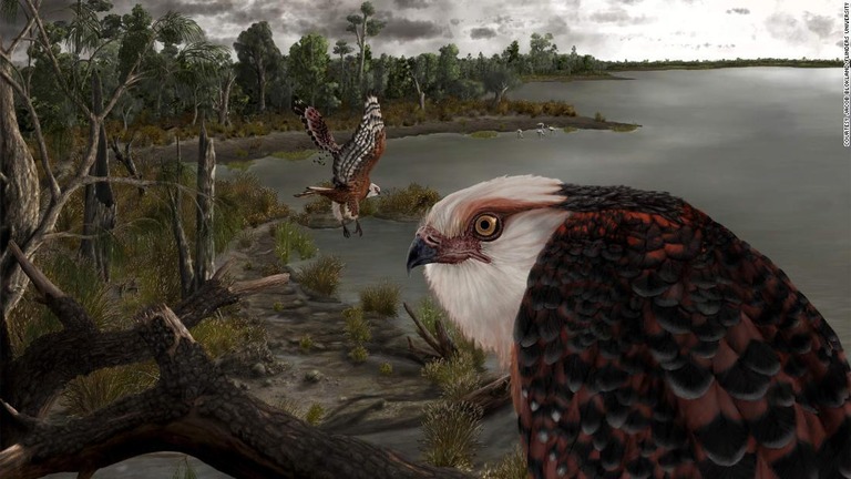ワシ形の猛禽類としては世界最古の種のものとみられる化石が豪州で発見された/Courtesy Jacob Blokland/Flinders University