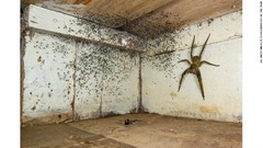 写真家自身が自分のベッドの下で遭遇した毒を持つ種類のクモ