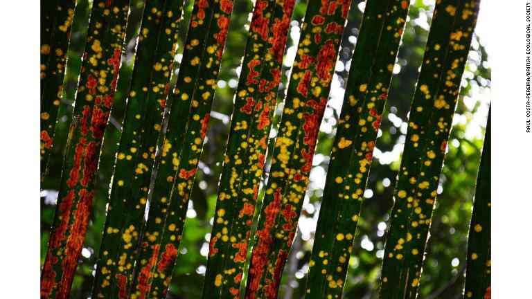ブラジルのヤシの木に見られるこけや地衣、菌類の写真は「The Art of Ecology」部門でトップに。ラウル・コスタペレイラさん撮影/Raul Costa-Pereira/British Ecological Society