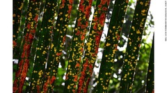 ブラジルのヤシの木に見られるこけや地衣、菌類の写真は「The Art of Ecology」部門でトップに。ラウル・コスタペレイラさん撮影