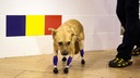 脚４本切断の保護犬、義足装着の手術成功　ロシア