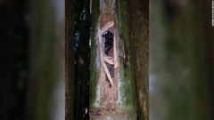 タイで新種のタランチュラ、竹の空洞に生息　人気ユーチューバーが発見