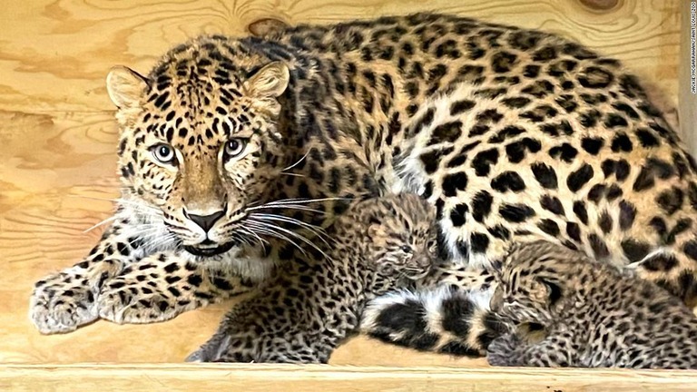 母親「ドット」と生まれた「アニャ」と「イリナ」/Jackie McGarrahan/Saint Louis Zoo