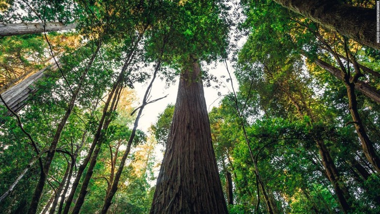 世界一高い木とされる「ハイペリオン」と呼ばれるセコイアに近付くことが禁止された/Stephen Moehle/Shutterstock