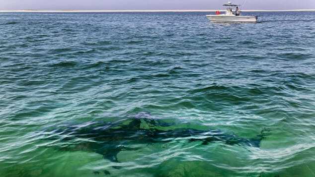米マサチューセッツ州ケープコッド沖合の砂州を横切るホホジロザメ。/Charles Krupa/AP