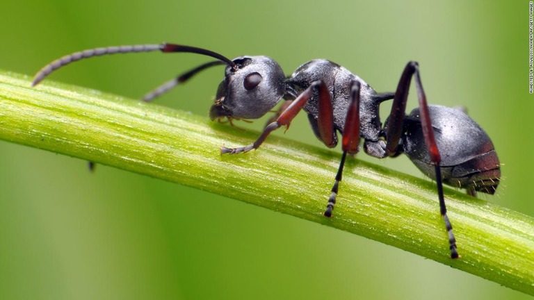 地上に住むアリの数は３０００兆匹と推定されている/Rundstedt B. Rovillos/Moment RF/Getty Images