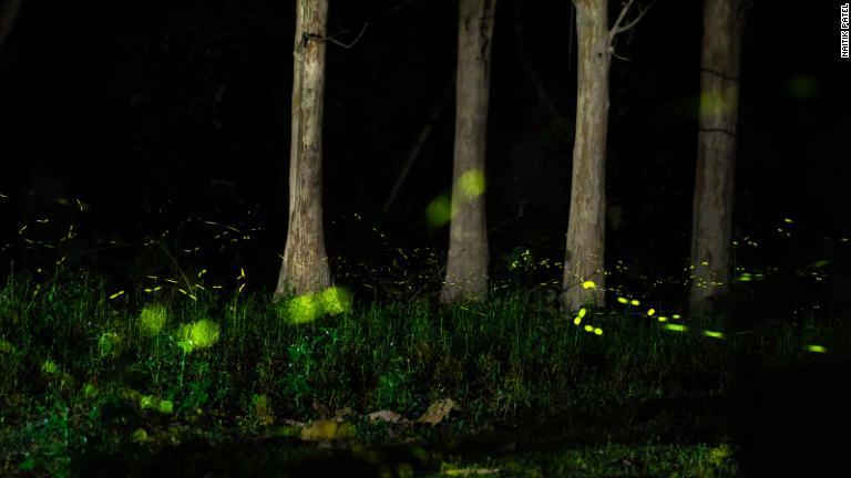 ホタルの生み出す明るい緑の光＝インド/Naitik Patel