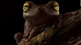 英生態学会による今年の写真コンテストで大賞に輝いたヘレナアマガエルの写真