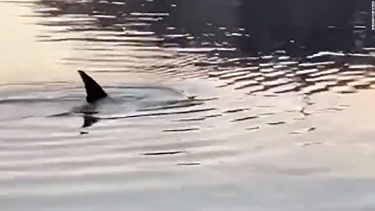 米ニューヨーク市のブロンクス川で久しぶりにイルカの姿が目撃された/Courtesy Nick Banco