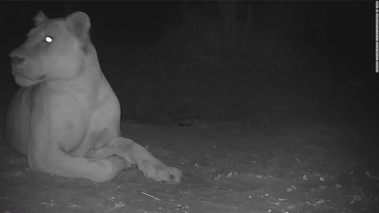 リモートカメラが捉えたセナオウラ国立公園のライオン/Wildlife Conservation Society/Government of Chad