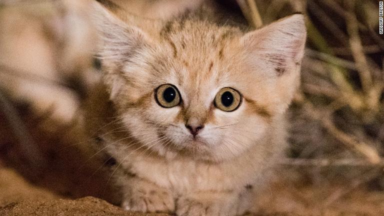野生のスナネコの子猫の写真が初めて撮影されたのは、わずか７年前だった/Gregory Breton