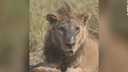 「世界最高齢」の野生ライオン殺される、１９歳　ケニア
