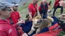 疲れ切って動こうとしない大型犬、山岳救助隊が搬送　イングランド最高峰