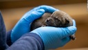 絶滅の危機にあるオオカミの赤ちゃん９頭が誕生　米ノースカロライナ州
