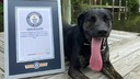 ラブのミックス犬ゾーイ、世界一舌の長い犬に認定　米ルイジアナ州