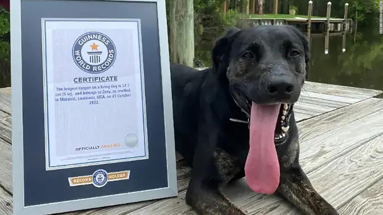 ギネス記録で世界一舌の長い犬に認定されたゾーイ/Guiness World Records