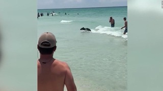 海水浴客でにぎわう米フロリダ州のビーチにクマが突如出没