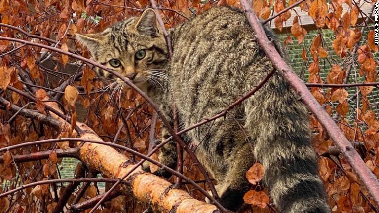 種としては絶滅の瀬戸際にあり、２０１０～１３年に実施された調査によると、野生に残された個体数はわずか１１５～３１４頭のみ/RZSS/Saving Wildcats