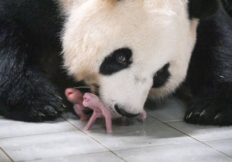 生まれたばかりの赤ちゃんパンダを口にくわえる母親の愛宝（アイバオ）/Samsung C&T/Yonhap/Reuters