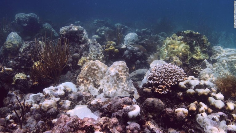２０１４年にフロリダキーズの海で起きたサンゴの白化の様子/Courtesy Derek Manzello/NOAA